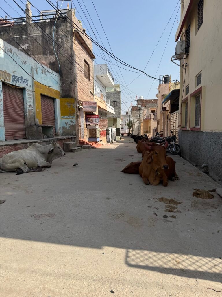 Two cows resting in the middle of a quiet residential street in Rajasthan, India, with painted shop signs and motorcycles along the edges